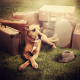 Image for article titled Best use of Photoshop yet may find abandoned dogs a new home